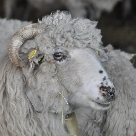 Vakantiehuis 'T Verloren Schaap Damme Extérieur photo