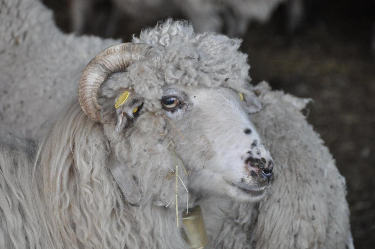 't Verloren Schaap * Damme